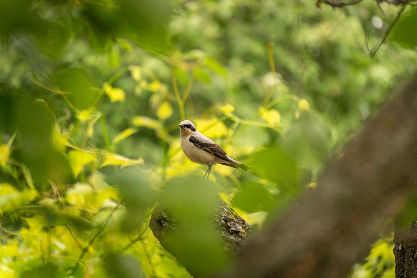 Nightingale Bird in Nature