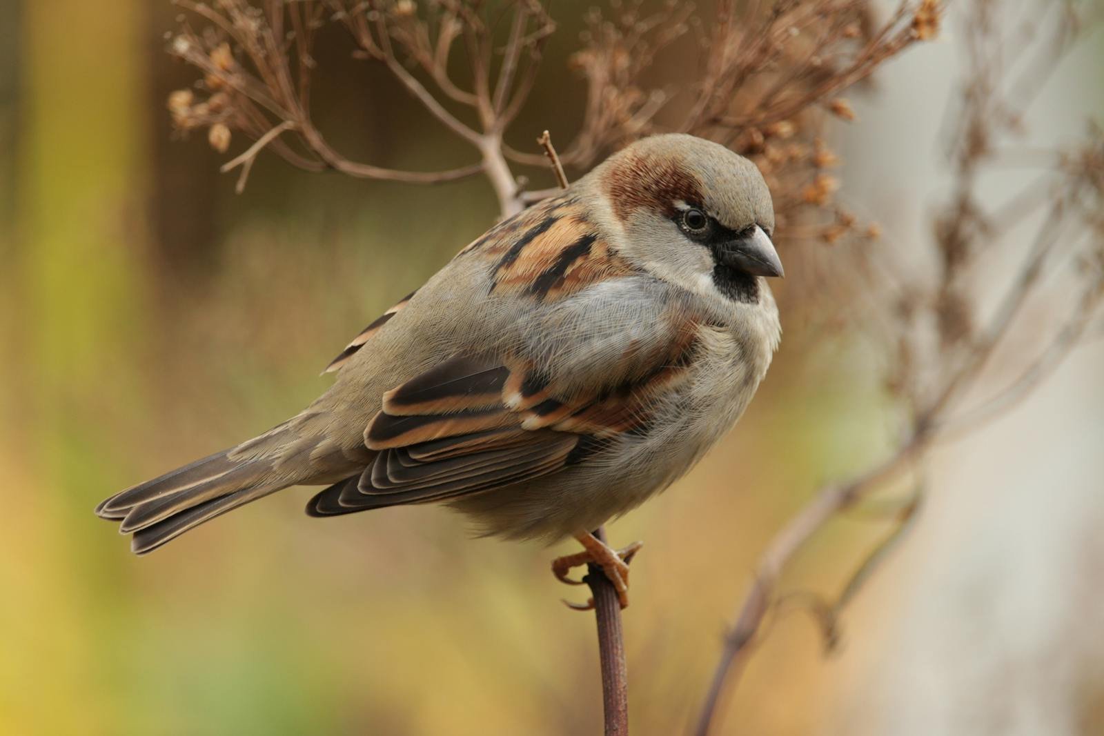 Sparrow Bird Close-up Photography