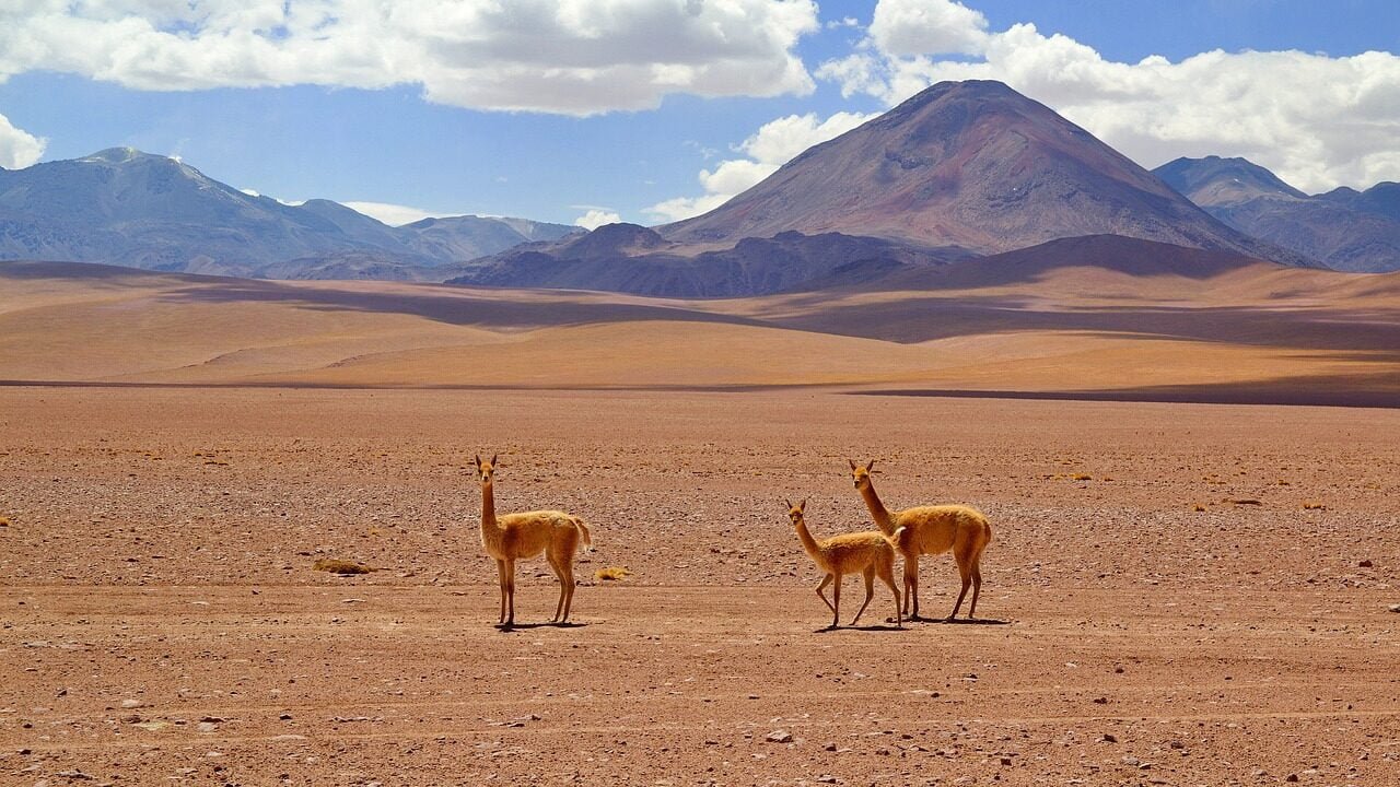 chile, animals, nature, atacama desser