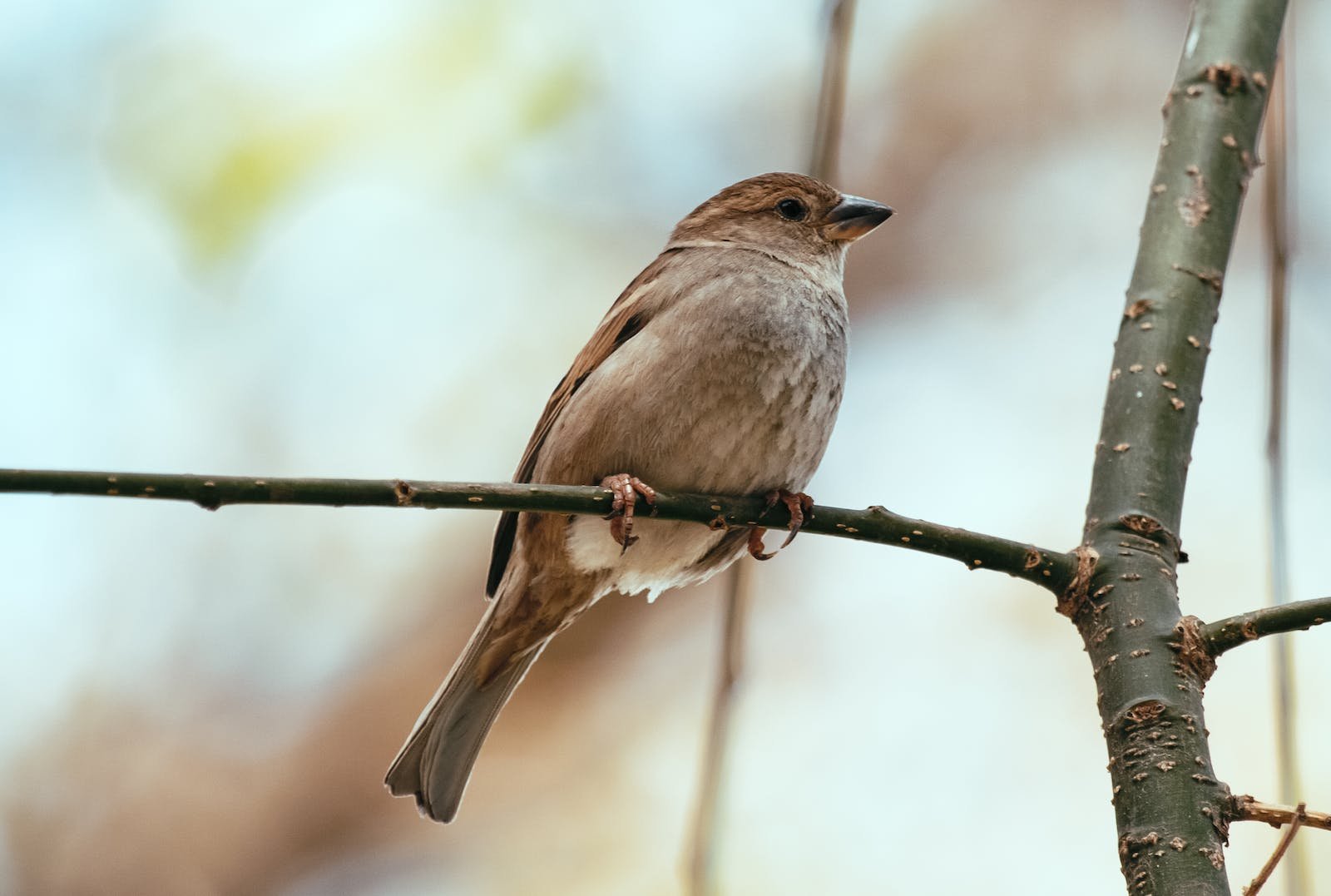 From below of small bird with gray plumage and pointed beak sitting on dry tree twig in park