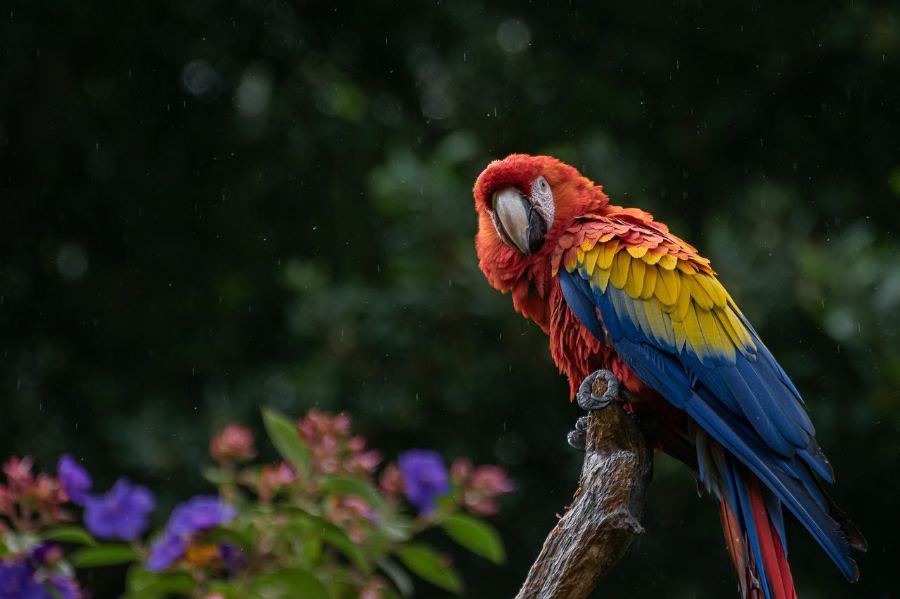 macaw, nature, parrot