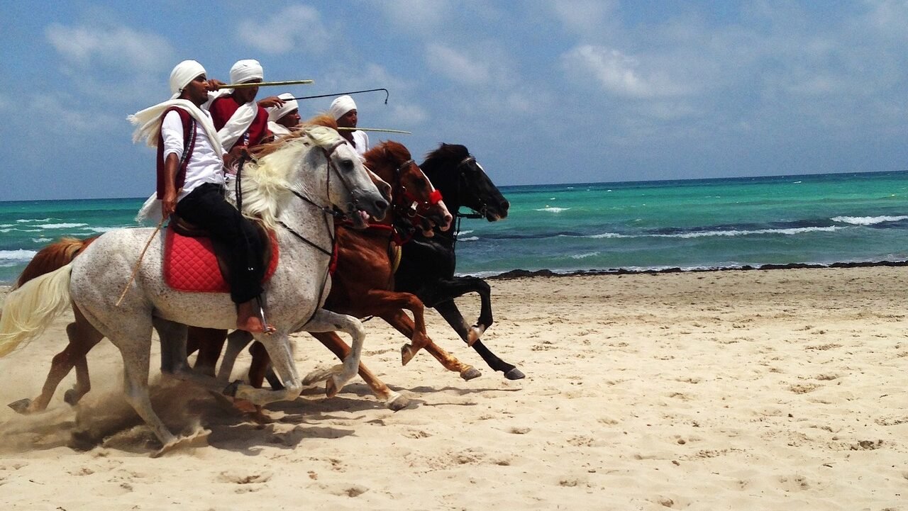 tunisia, djerba, horses