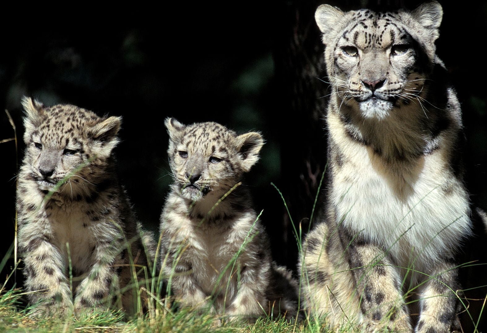 LEOPARDS COTE D'IVOIRE