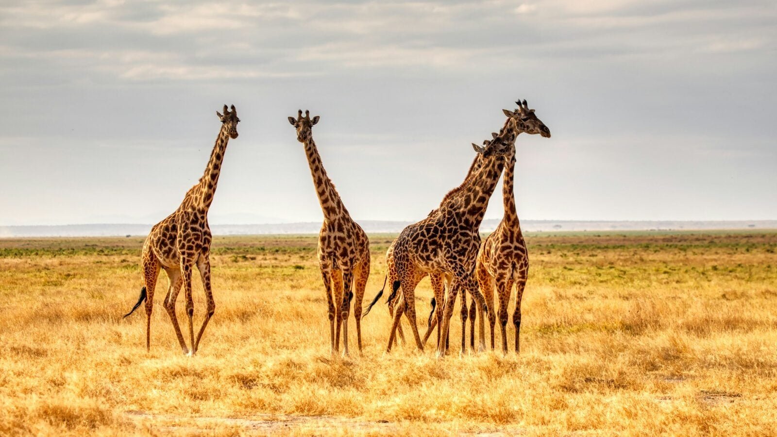 three giraffes on brown grass field during daytime